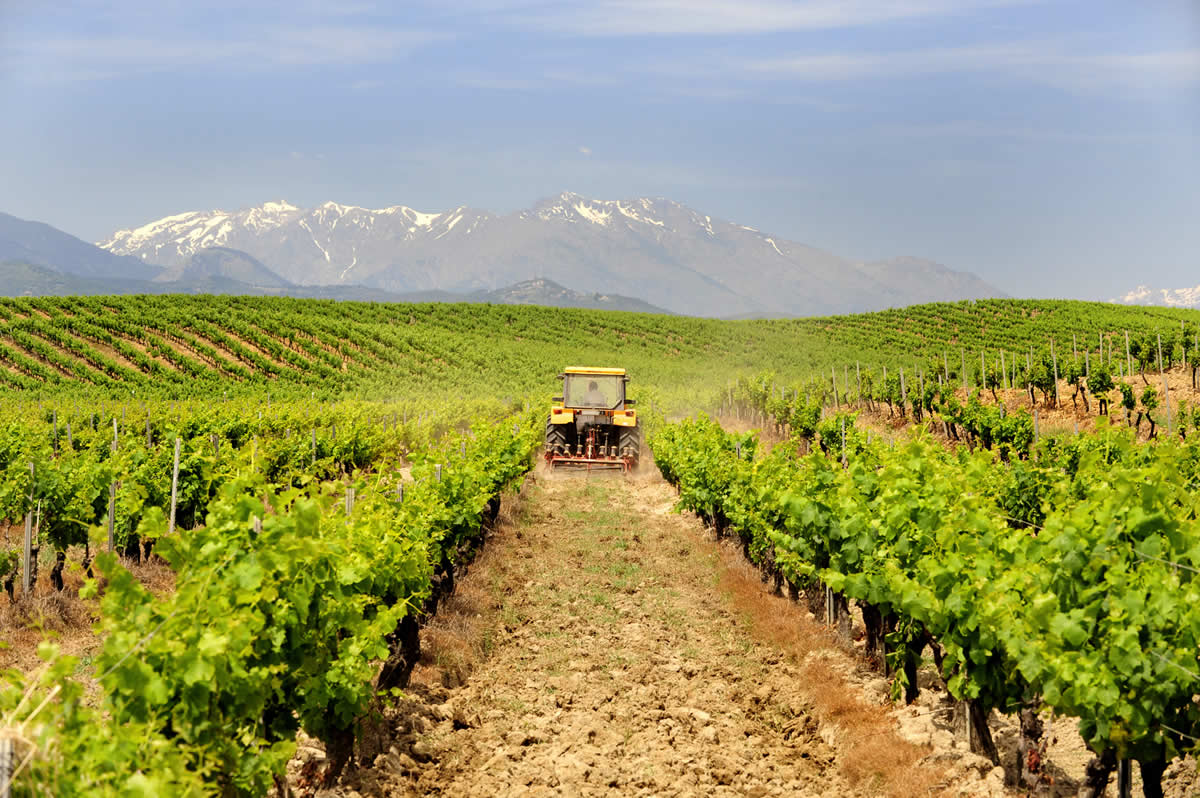 Weinanbau auf Korsika